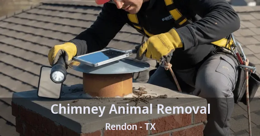 Chimney Animal Removal Rendon - TX